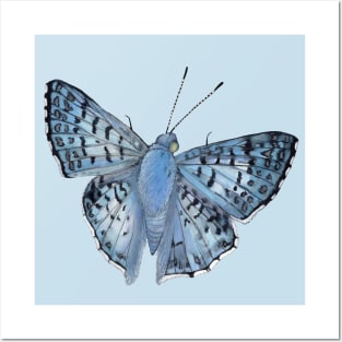 Blue Metalmark Moth Posters and Art